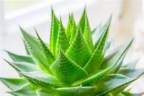 Can aloe vera gel powder Improve Formulation Stability?